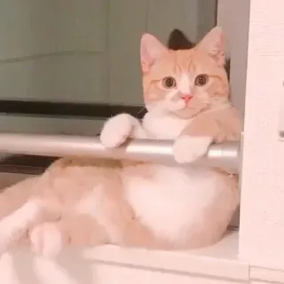 😐 8e84ed77 kat, schattig, dier, huisdier, katachtig, kitten telegram sticker