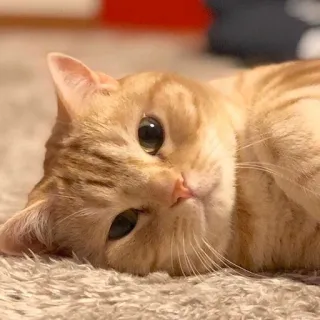 🙁 9745eca6 kat, huisdier, dier, katachtig, huiskat, oranje cyperse, rustend telegram sticker