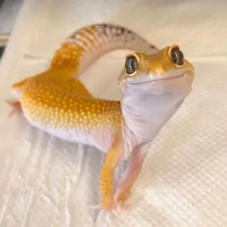 😊 a89b6c14 luipaardgekko, gekko, hagedis, huisdier, dier, reptiel telegram sticker