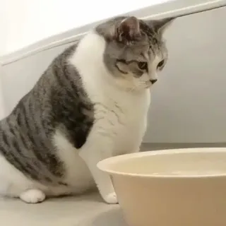 😶 a9bda2c3 kat, huisdier, dier, tam, katachtig, bakje, water telegram sticker