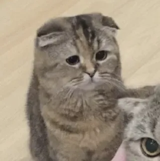 ☹️ ab12d969 kat, huisdier, dier, schattig, verdrietig, huiskat, Scottish Fold telegram sticker