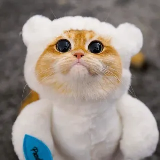 🥺 b39fd539 Pawda kat, schattig, kitten, huisdier, dier, kostuum, beer, harig telegram sticker