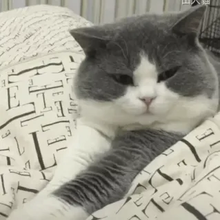 😑 b54885ad 山大猫 kat, dier, grijs-witte kat, huisdier telegram sticker