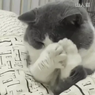 ☹️ bbdc7eed 山人貓 kat, schattig, verzorging, dier, zoogdier, huisdier, huiskat telegram sticker