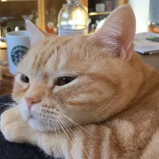 😕 bf01da6b kat, oranje kat, huisdier, dier, huiskat, katachtige, tabby kat telegram sticker