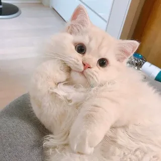 🤔 bf5d3ea1 kat, kitten, schattig, dier, huisdier, fluffy, huiskat, lief telegram sticker