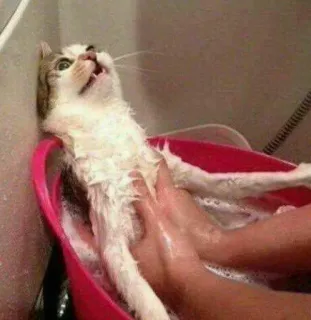 😵 c5c43711 kat, dier, huisdier, huisdier, baden, angst, bad telegram sticker