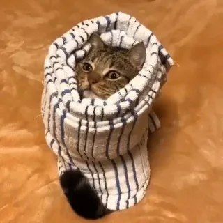 😑 cb4c0804 kat, handdoek, grappig, huisdier, dier, schattig, ingepakt telegram sticker