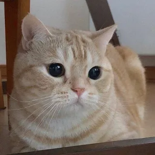 😕 ddc96373 kat, dier, lief, huisdier, katachtig, huiskat, zoogdier, kitten telegram sticker