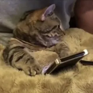 😶 f5c275f4 kat, telefoon, dier, schattig, huisdier, technologie telegram sticker