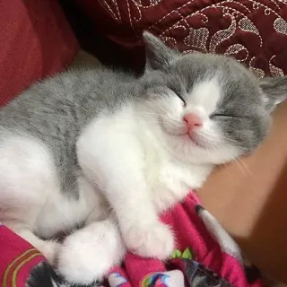 🥱 fe1cd717 kitten, kat, slapen, dier, schattig telegram sticker