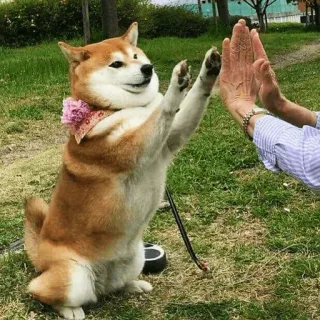 ✋ 069936f8 cachorro, shiba inu, toca aqui, animal, animal de estimação, amizade telegram sticker