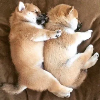 💑 0d5a7601 filhotes, cães, shiba inu, dormindo, fofo, animais, animais de estimação, abraço telegram sticker