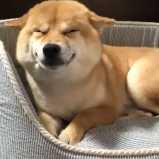 ☺️ 0f1d3af6 cão, shiba inu, animal, fofo, animal de estimação, feliz, cão sorrindo telegram sticker
