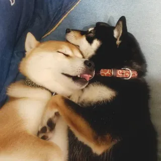 ❤️ 1107202d shiba inu, cães, filhotes, animais de estimação, animais, fofo, amizade, dormindo telegram sticker