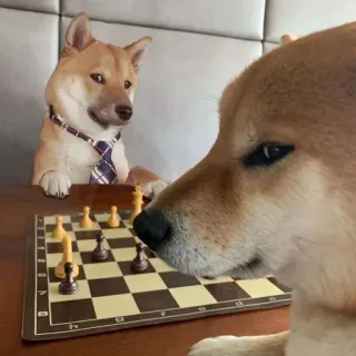 👀 1ee2d6d4 doge, shiba inu, cachorro, xadrez, meme, engraçado, animais telegram sticker