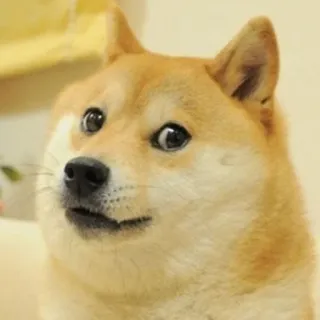 👀 2567cbb1 Doge cão, meme, shiba inu, animal, animal de estimação, engraçado, fofo telegram sticker