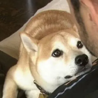 🙏 2ea31a51 cachorro, shiba inu, animal de estimação, animal, fofo telegram sticker