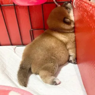 😴 32b9e9f4 filhote, shiba inu, cachorro, fofo, dormindo, animal telegram sticker