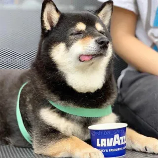 😋 3928856d @shiba_sam cachorro, shiba inu, animal, animal de estimação, lavazza, café telegram sticker