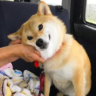 ❤️ 3cd052ba cão, shiba inu, animal de estimação, animal, fofo, animal doméstico telegram sticker