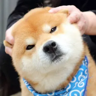 😒 43eb8200 cão, Shiba Inu, fofo, animal, animal de estimação, doge telegram sticker