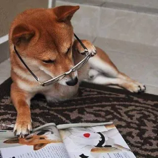 🕵 4442e9f9 cachorro, óculos, lendo, shiba inu, revista, animal telegram sticker