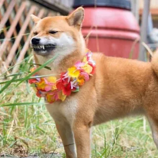 🤢 457977c8 cachorro, shiba inu, lei, animal, animal de estimação, flor telegram sticker