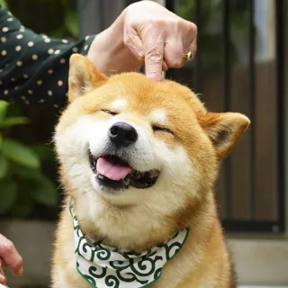 ☺️ 486e7529 cão, shiba inu, animal de estimação, animal, fofo, feliz, animal doméstico telegram sticker