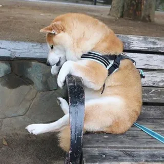 😔 548a4001 cachorro, Shiba Inu, banco, animal, animal de estimação, fofo, sentado telegram sticker