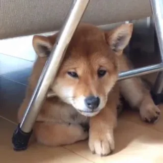☹️ 571bf1e8 cão, shiba inu, fofo, animal, animal de estimação, descansando telegram sticker