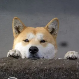 👁 57b6013d cão, animal, animal de estimação, fofo, doméstico, mamífero, akita telegram sticker