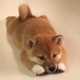 🙁 6ce15133 cão, cachorro, shiba inu, animal, animal de estimação, fofo telegram sticker