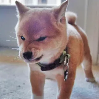 🤢 8ed31220 cão, animal, animal de estimação, shiba inu, filhote, fofo telegram sticker