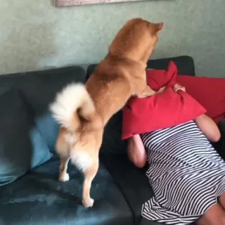 💀 93e56b62 cachorro, shiba inu, brincalhão, sofá, almofada, engraçado, animal de estimação telegram sticker