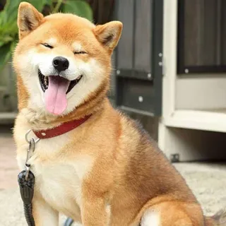 😆 970bfccb cachorro, Shiba Inu, animal de estimação, animal, feliz, sorriso, língua telegram sticker