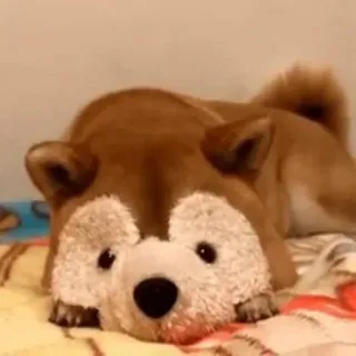 🙈 9862b446 cão, animal, fofo, animal de estimação, shiba inu, animal doméstico telegram sticker