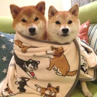 💑 9c39137e cão, shiba inu, animal, fofo, animal de estimação, cobertor telegram sticker