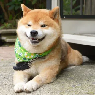 😄 9e2d2f31 cão, Shiba Inu, fofo, animal de estimação, animal, animal doméstico telegram sticker