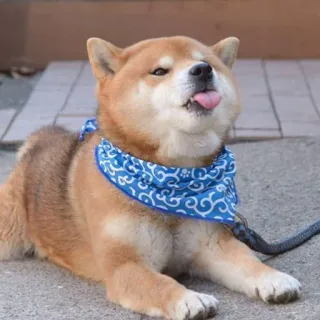 👅 a2ac50c0 cachorro, shiba inu, bandana, animal, animal de estimação, fofo telegram sticker