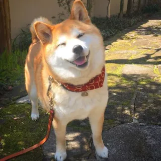 😆 a6ea8fcd Shiba Inu, cachorro, animal de estimação, animal, animal doméstico, coleira vermelha, ensolarado, ao ar livre, amigável telegram sticker