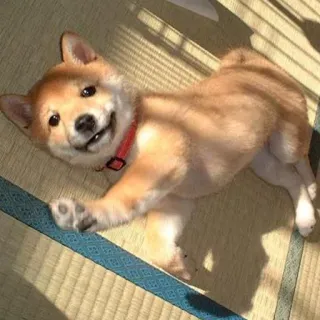 😀 a89ab9ee cão, shiba inu, filhote, fofo, animal, animal de estimação telegram sticker
