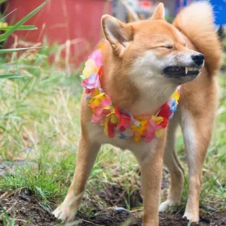 🤢 abd115c7 cachorro, shiba inu, lei, animal, fofo, animal de estimação, ar livre, grama telegram sticker