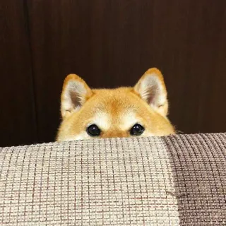 👀 c32e7504 cão, shiba inu, animal, animal de estimação, fofo, espreitando, sofá telegram sticker