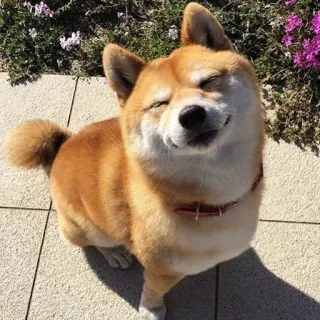 😊 cd4820c5 cachorro, shiba inu, fofo, animal, animal de estimação, doge, feliz telegram sticker