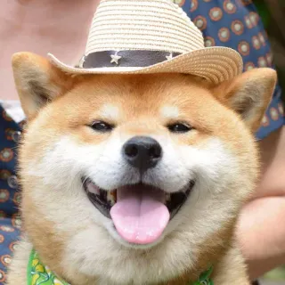 👒 cf4caa2c cachorro, shiba inu, chapéu de cowboy, animal, animal de estimação, fofo, feliz telegram sticker