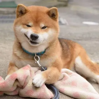 😏 d72ac8ec cão, shiba inu, animal, animal de estimação, fofo telegram sticker