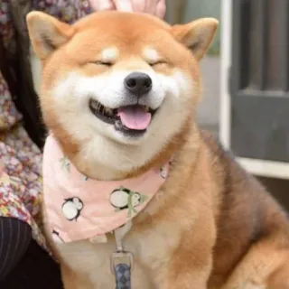 😝 d7e33ee5 cão, shiba inu, animal, fofo, animal de estimação, mamífero, cachorro sorrindo telegram sticker