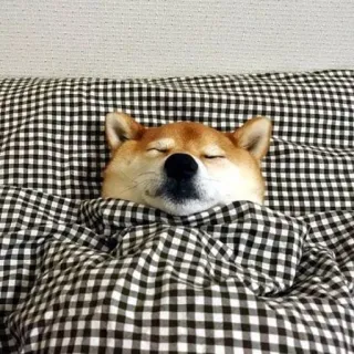😴 f002e6c6 cachorro, shiba inu, dormindo, cama, cobertor, fofo, animal telegram sticker