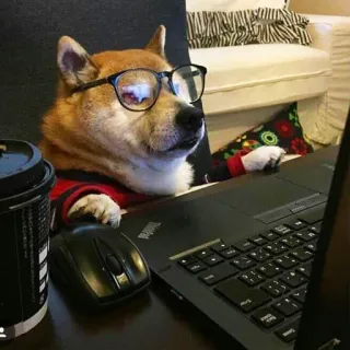 😶 ff49696e cachorro, shiba inu, óculos, laptop, computador, trabalho, escritório, meme telegram sticker